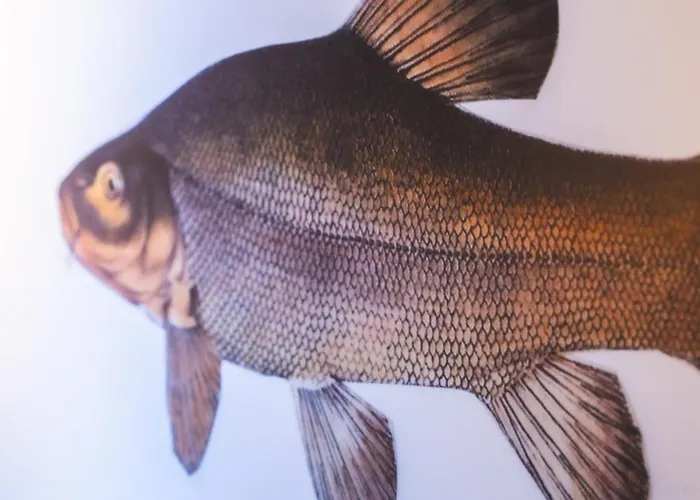 Pensionat Spreewelten 2*